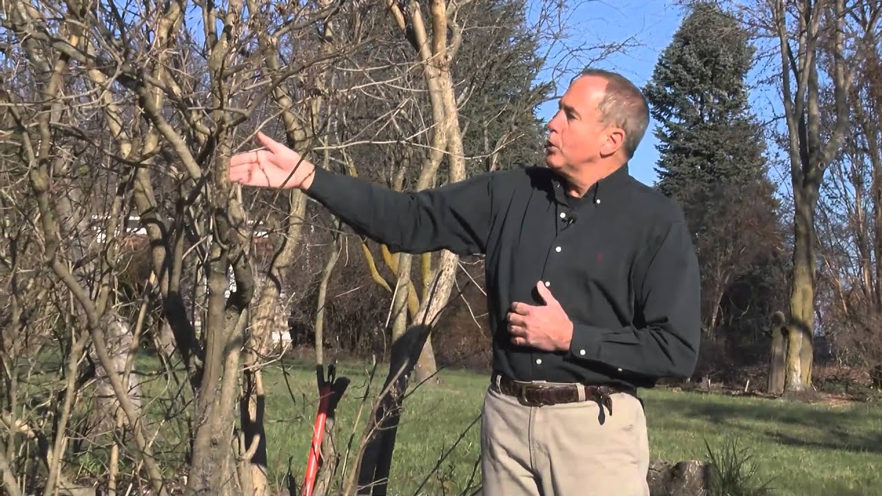In The Garden Cutting Back Lilacs YouTube in-the-garden-cutting-back-lilacs-youtube