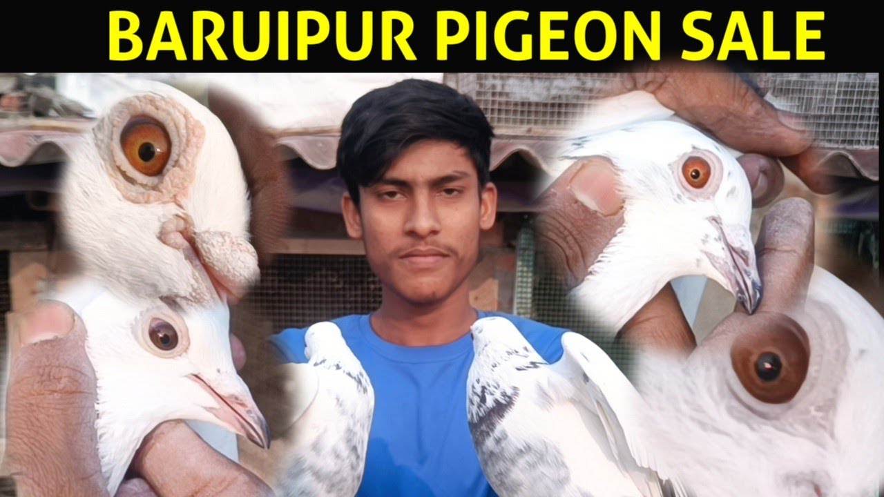 FLYING GURANTEE MADRASI PIGEON SALE IN BARUIPUR KOLKATA