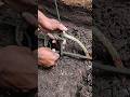 #survival #trapping #skills #bushcraft #alamliar #forest