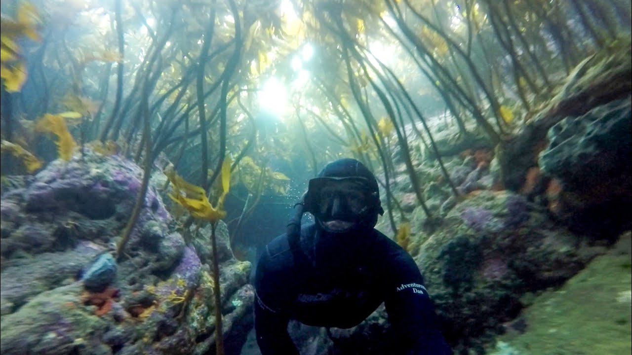 Freediving New Zealand Kelp Tunnel