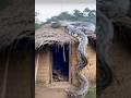 Giant Python in Village   #foryou #Python #cute #horror
