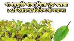 পাথরকুচি পাতার দ্বারা ১৫টি জটিল রোগের সমাধান-2018