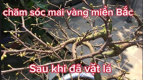 Hướng dẫn cách chăm sóc mai sau tết