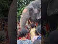 Aanayott🐘🙏🏻 #song #music #cover #travel #lifeisbutadream #coversong #covermusic #nature
