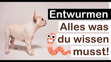 Wo bekommt man Wurmkur Hund?