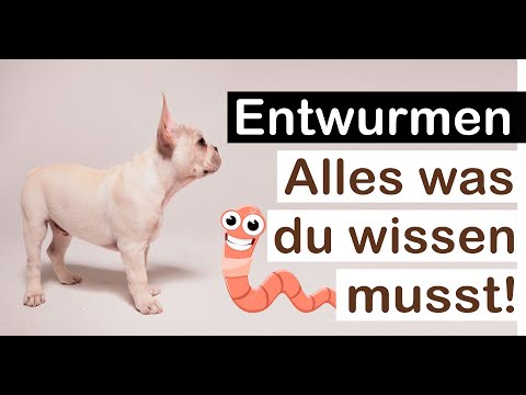 Gibt es eine Alternative zur chemischen Wurmkur für Hunde? 🐕(Kosten Würmkur, wie oft? Hausmittel)