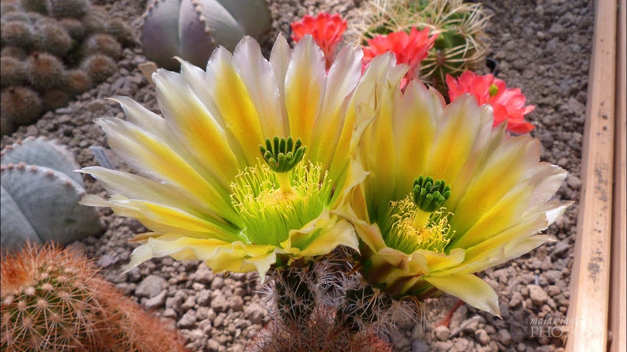 Kakteenausstellung im Botanischen Garten Leipzig 2017