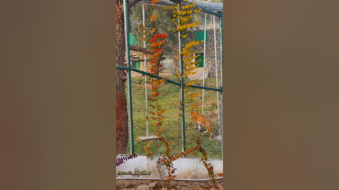 Jambu Zoo, zoo near me, zoo, largest zoo of North India #zoo #animals #