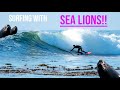 Surfing with sea lions at a shallow remote reef in canada  raw pov