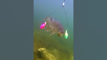 câu cá khổng lồ bằng mồi câu lạ #cacconvat #docla #fishing