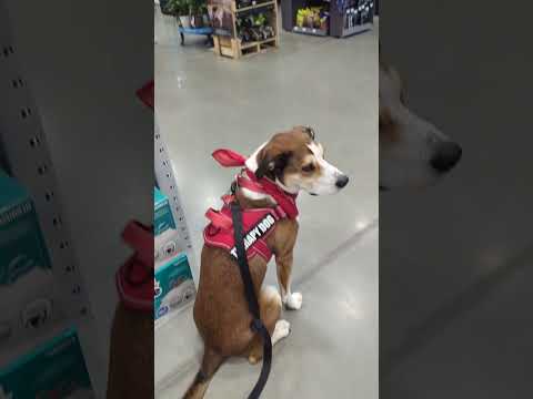Distraction and Duration at Lowes