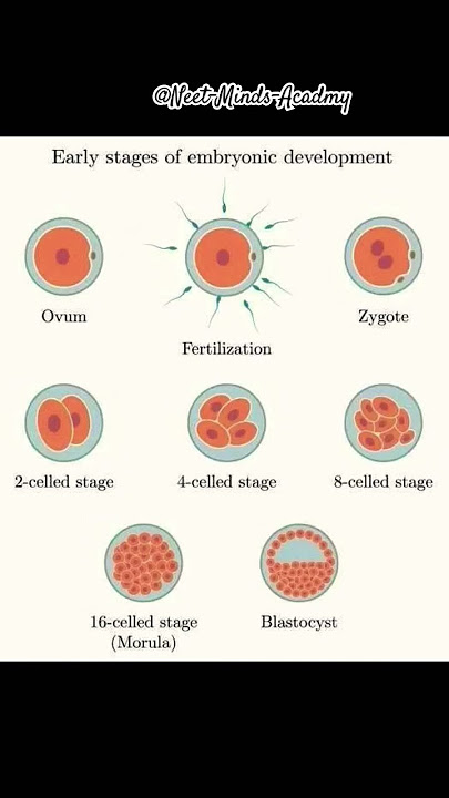 'Early Embryonic Development Explained with Animation | Zygote to Blastocyst for NEET 2025' 🧬👶