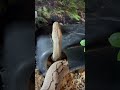 She had opinions 😤 #cute #snake #shorts