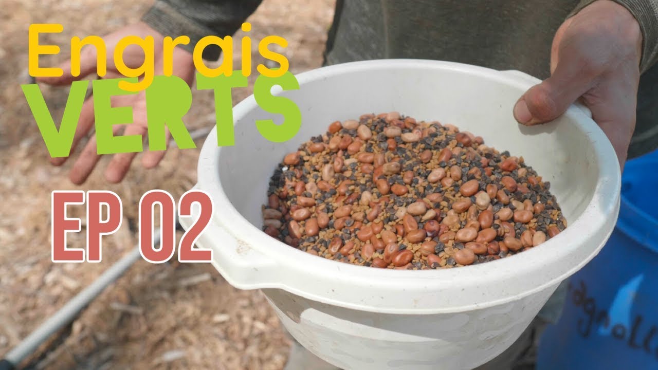 Engrais verts - Ep 02 - Le couvert d'été
