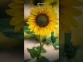 مقطع راااائع من سورة الرحمن للشيخ المنشاوي القرآن الكريم Shorts 