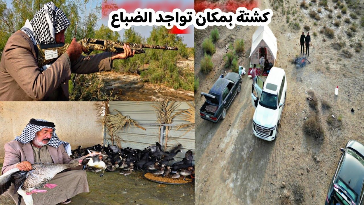 كشته ابو عباس في هور الدلمج شعر ومواقف  مضحكه وضهور الضبع