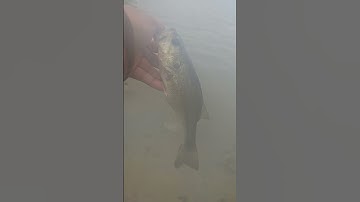 Catch & Free!! #shorts #bassfishing #shortsvideo #youtubeshorts #fish #youtube #viralvideo #viral