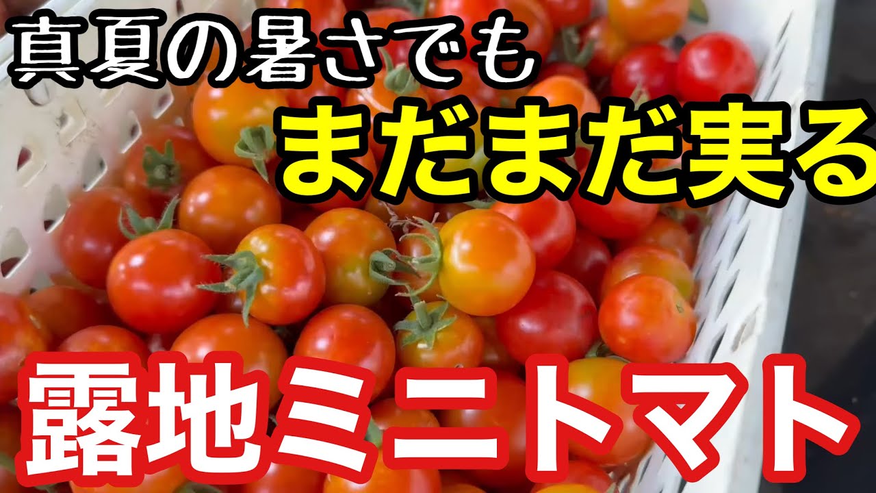 Self-sufficient Farming] The key to harvesting cherry tomatoes in