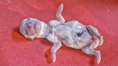 She rejected it, but i turned this weakest puppy into a strong sibling just like the rest.