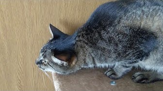 逆くしゃみ Youtube