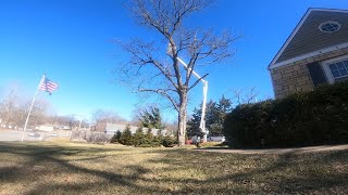 Sugar Maple Tree Removal Timelapse – From Start to Finish
