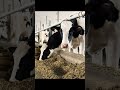      heifers punjab hariyana canada shonkifarmer farming shonkifarmer0