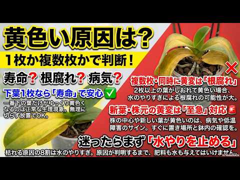 兰の葉が黄色くなる？原因と対策を簡単チェック！初心者でもできる