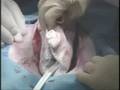 Quikclot ACS+ Sponge: Pig Demonstration...AFMO.com