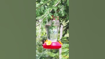 I’m obsessed with hummingbirds lately ♥️ #music #whitemountains #nature#hummingbird #birds #summer