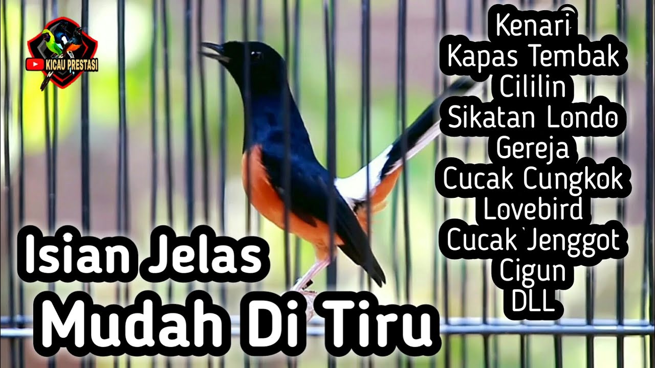 MASTERAN MURAI BATU FULL ISIAN TEMBAKAN MEWAH CILILIN KENARI KAPAS TEMBAK CUNGKOK GEREJA CIGUN DLL