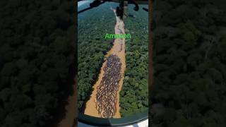 # Life Inside the Wild Amazon Forest##