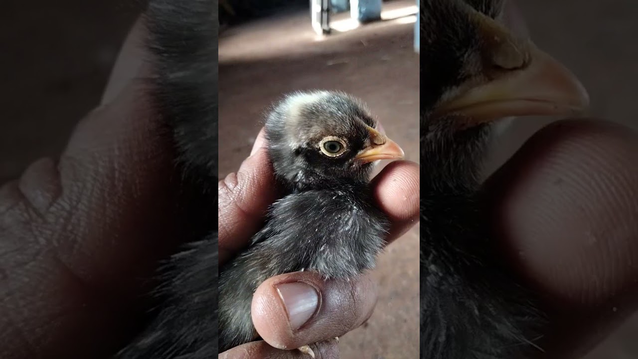 صوت كتوت مشاء الله🐣🐤🐥🐔🐓