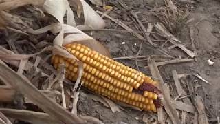 Wind causes downed corn across region