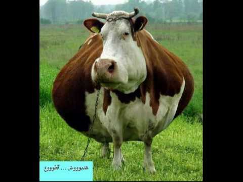 احاديث البقر لاثبات الخلافه عند القواطع والوهابية