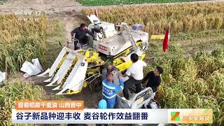[三农长短说]喜看稻菽千重浪 山西晋中 谷子新品种迎丰收 麦谷轮作效益翻番 | 农业致富经 Agriculture And Farming