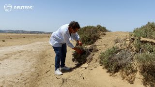 Why are wetland in Tunisia in trouble?