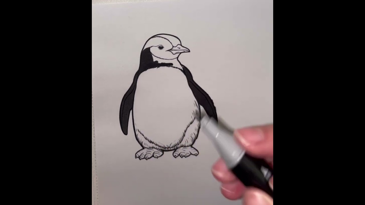 Penguin 🐧 Pinguino