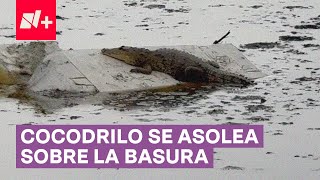 Avistan cocodrilo en laguna de Cuautitlán-Izcalli - N+