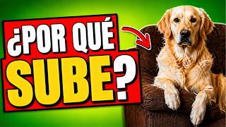 Si tu Perro ROBA tu STIO Esto es lo que Significa