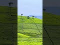 The Most beautiful Country side in the whole world #uganda