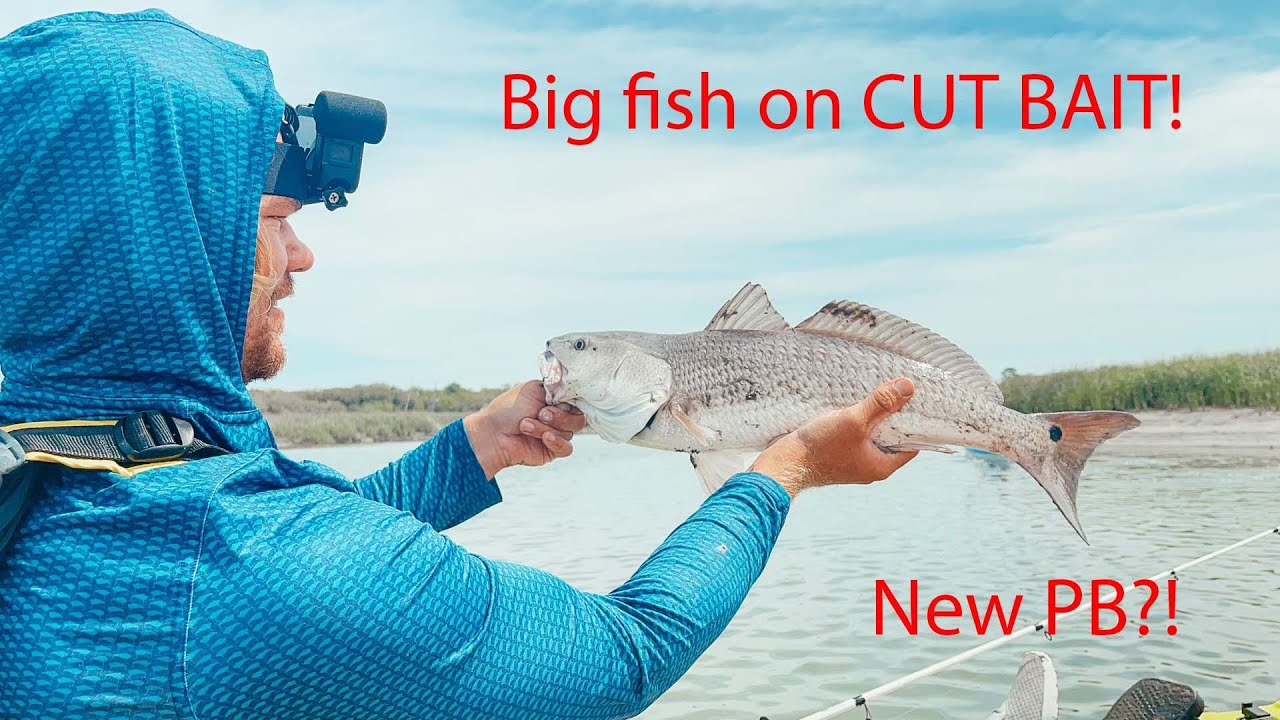 Big Fish on CUT BAIT!? Inshore Kayak Fishing
