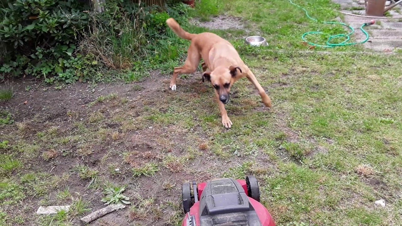 Was geht mit meinem Hund ab Teil 3? - YouTube