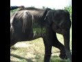 Rescuing and Treating an Injured Baby Elephant 🐘❤️