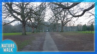 Discovering solace amidst the beauty of bare trees (Nature Visualizer)