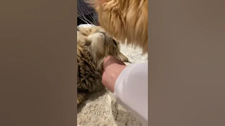 Watch the video about Love when Thelma and Louisa #kiss 💋🐈❤️#cat #cats #catvideos #lovemycats #mainecoon