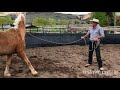 Horse Training Groundwork: How To Teach Your Horse How To Stand Still & Focus For Safety & Calmness