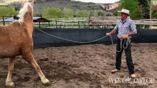 Horse Training Groundwork: How To Teach Your Horse How To Stand Still & Focus For Safety & Calmness