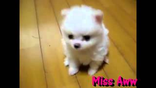 White Pomeranian Puppy Miss Aww