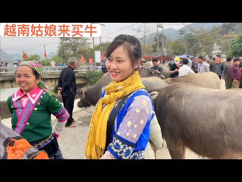 越南最大的牛市場，越南苗族姑娘來買牛回家幹農活。