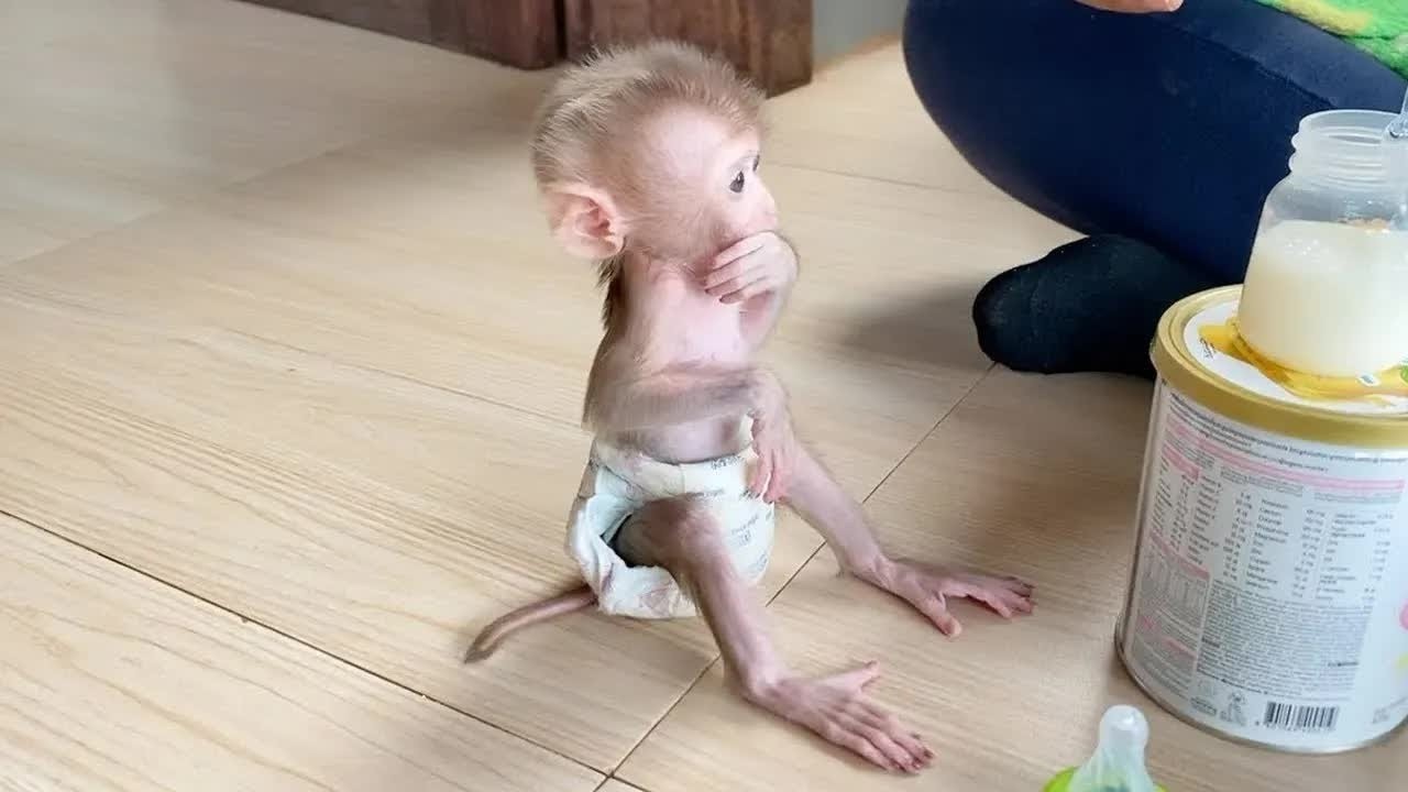 Obedient Baby DORN Sit Calmly Wait Mom Feeding Milk